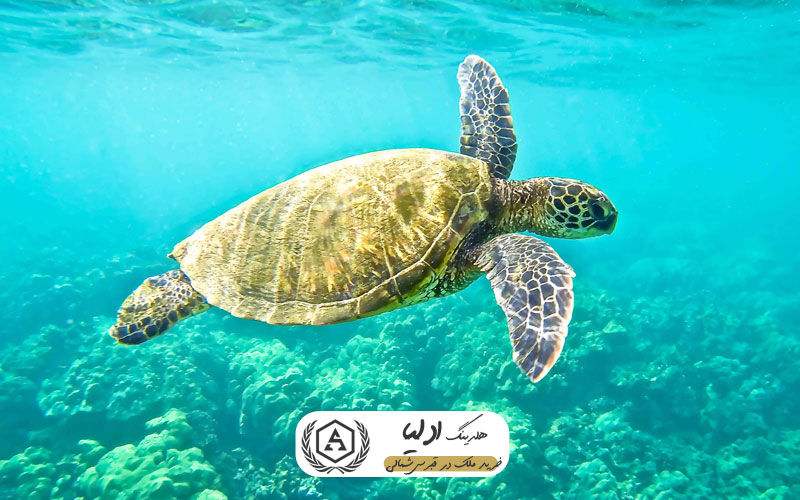 ساحل لاک‌پشت‌های آلاگادی